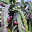 Jindu NOID Dragon Fruit Seeds