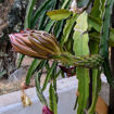 Jindu NOID Dragon Fruit Seeds