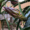 Jindu NOID Dragon Fruit Seeds