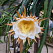 Jindu NOID Dragon Fruit Seeds