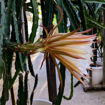 Jindu NOID Dragon Fruit Seeds