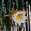Jindu NOID Dragon Fruit Seeds