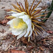 Queen of the Night Seeds