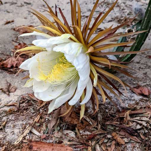 Queen of the Night Seeds