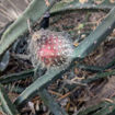 Queen of the Night Seeds
