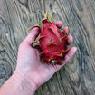 Purple Haze Dragon Fruit
