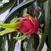 Cosmic Charlie Dragon Fruit Seeds