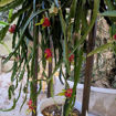 Cosmic Charlie Dragon Fruit Seeds