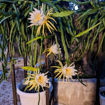Cosmic Charlie Dragon Fruit Seeds