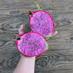 Cosmic Charlie Dragon Fruit Seeds