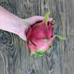 Cosmic Charlie Dragon Fruit Seeds