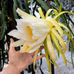 Cosmic Charlie Dragon Fruit Seeds