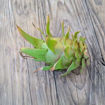 Connie Mayer Dragon Fruit Seeds