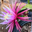 Connie Mayer Dragon Fruit Seeds