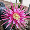 Connie Mayer Dragon Fruit Seeds