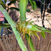 Connie Mayer Dragon Fruit Seeds