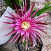 Connie Mayer Dragon Fruit Seeds