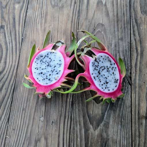 Pepino Dulce Dragon Fruit Seeds