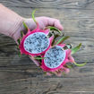 Pepino Dulce Dragon Fruit Seeds