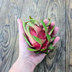 Pepino Dulce Dragon Fruit Seeds