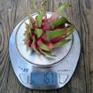 Pepino Dulce Dragon Fruit Seeds