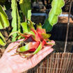 Pepino Dulce Dragon Fruit Seeds