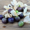 Tomatillo Mountain Pima