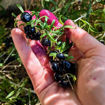 Black Goji Berry