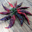 Bhut x Naga Colt Python Chili Pepper