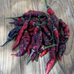 Bhut x Naga Colt Python Chili Pepper