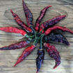 Bhut x Naga Colt Python Chili Pepper