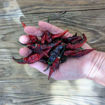 Bhut x Naga Colt Python Chili Pepper