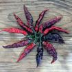 Bhut x Naga Colt Python Chili Pepper