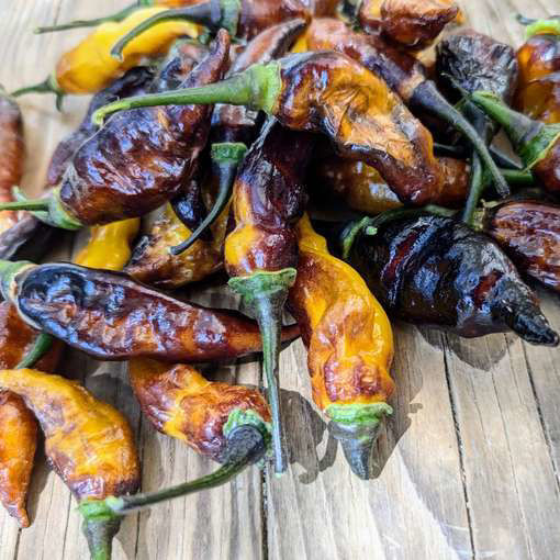 Bhut x Naga Colt Python Chili Pepper
