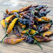 Bhut x Naga Colt Python Chili Pepper