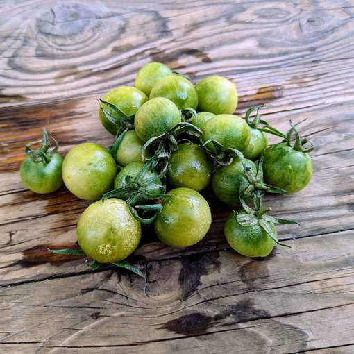 Beautiful Ones Dwarf Tomato