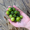 Beautiful Ones Dwarf Tomato
