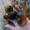 Ordinary World Tomato
