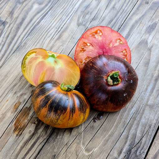 Strangelove Tomato
