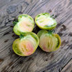 Hold Back the Rain Beefsteak Tomato