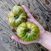 Hold Back the Rain Beefsteak Tomato