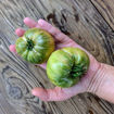 Hold Back the Rain Beefsteak Tomato