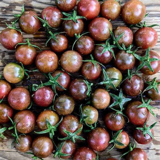 Hungry Like the Wolf Cherry Tomato