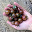 Hungry Like the Wolf Cherry Tomato