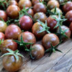 Hungry Like the Wolf Cherry Tomato
