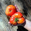 The Chauffeur Beefsteak Tomato