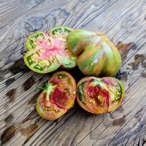 All the Colors of the World Tomato