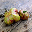 All the Colors of the World Tomato