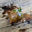Chocolate Delight Tomato