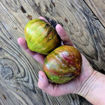 Elenas Emerald Caramel Tomato